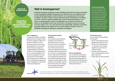 Wat is knolcyperus?